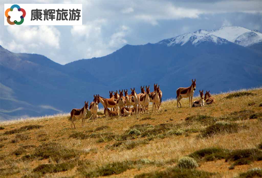 西藏旅游-林芝魯朗林海